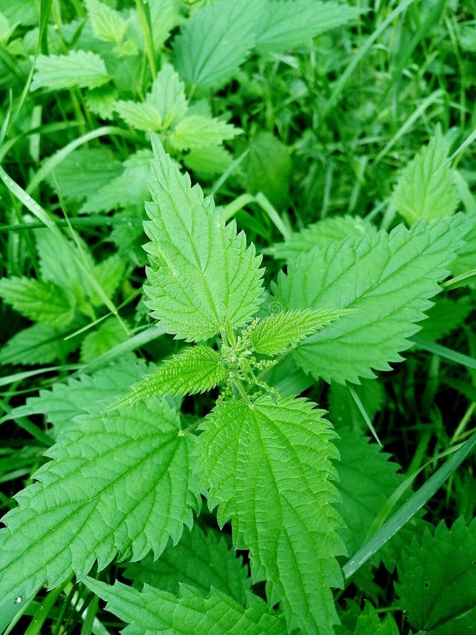 Medicinal plant nettle. stock image. Image of plant - 157895889