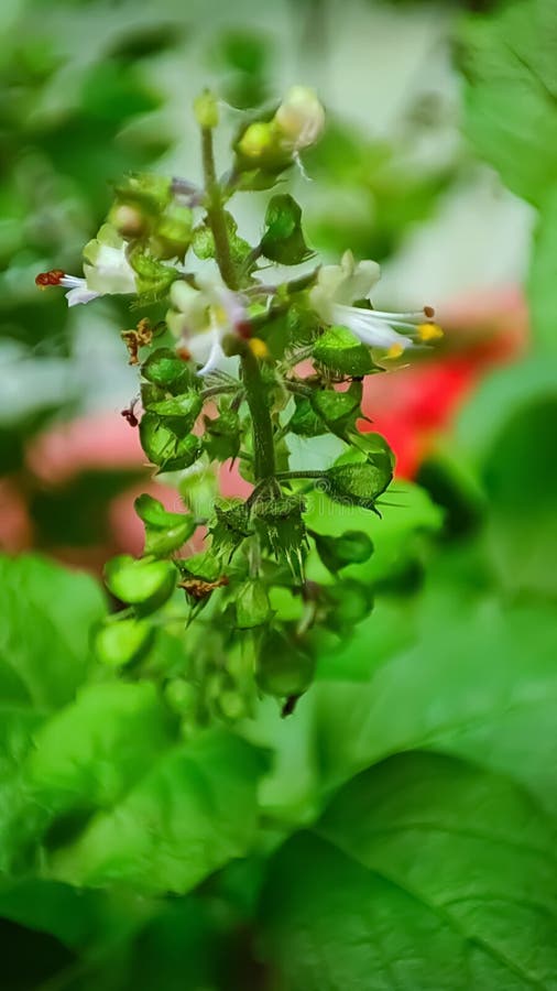 Medicinal Plant Tulsi Used in Treatment of Cold and Cough Stock Image