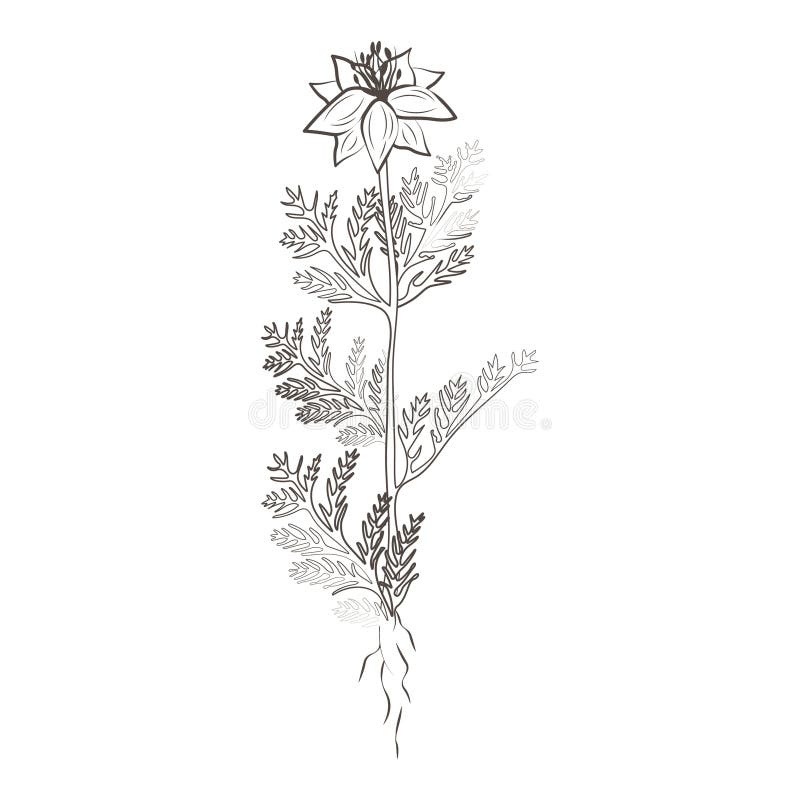 Medicinal Plants Cumin, Hand Drawn Vector Transparent Background Stock