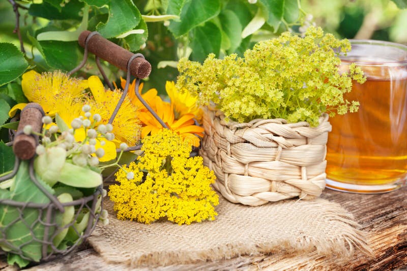Medicinal Plants, Gathered Medicinal Herbs, Herbal Tea Stock Image
