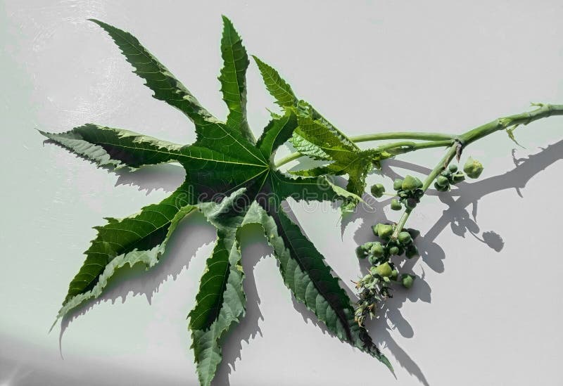 Medicinal Ricinus Communis or Castor Oil Leaf and Flower Bud Stock