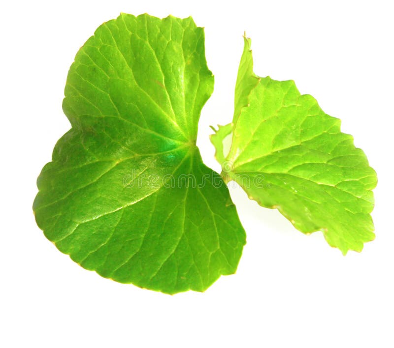 Medicinal thankuni leaves of Indian subcontinent royalty free stock images Medicinal thankuni leaves of Indian subcontinent royalty free stock images