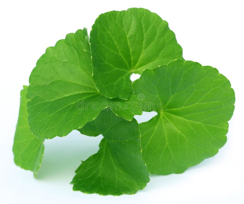 Medicinal thankuni leaves of Indian subcontinent royalty free stock image Medicinal thankuni leaves of Indian subcontinent royalty free stock image