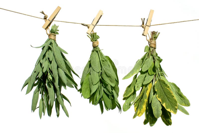 medicinal örtar arkivfoto medicinal örtar arkivfoto