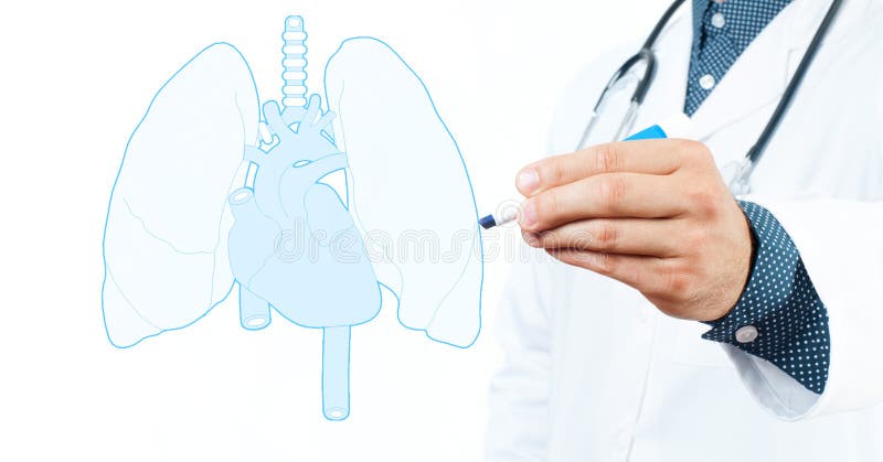 Doctor and lungs. stock photo