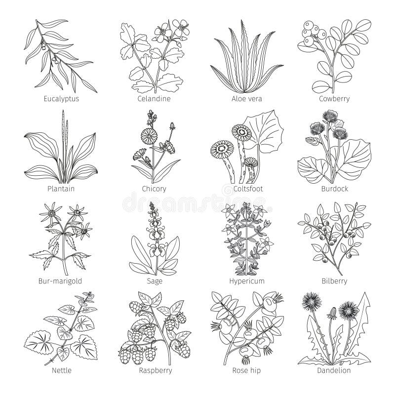 Medicine Plants and Herbs Collection Stock Vector - Illustration of ...