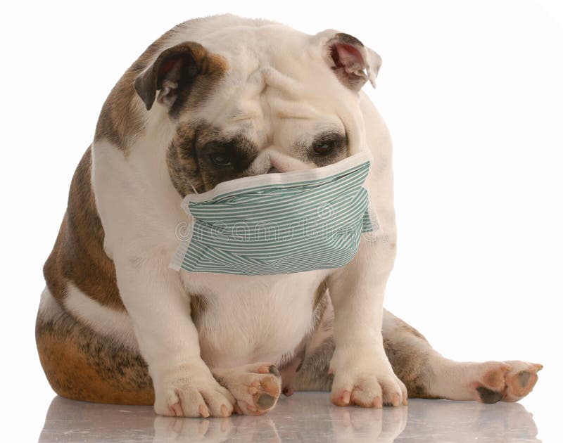 Sick or contagious dog - bulldog wearing medical mask. Sick or contagious dog - bulldog wearing medical mask