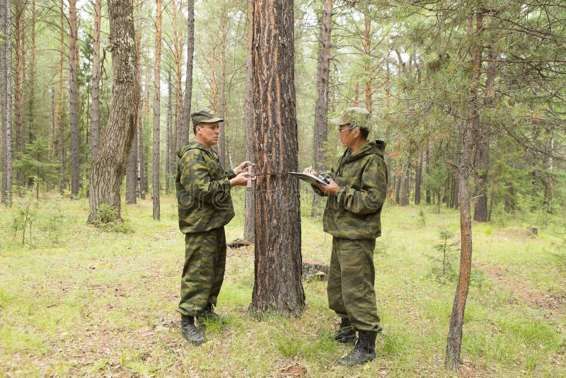 Medición Del Diámetro De Un árbol Foto de archivo Imagen de marco