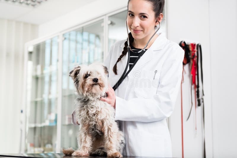 Medico che fa controllo generale dell'Yorkshire terrier in clinica immagine stock Medico che fa controllo generale dell'Yorkshire terrier in clinica immagine stock