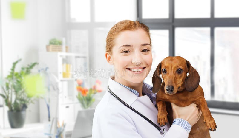 Medico felice con il cane di dachshund alla clinica veterinaria fotografia stock libera da diritti