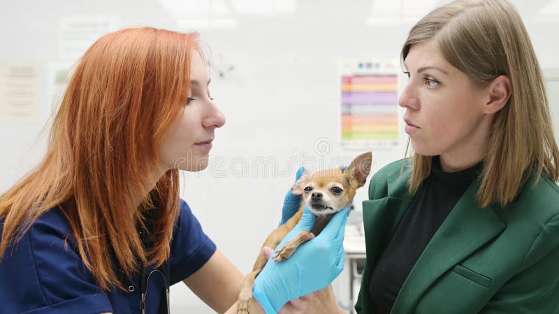 Medico veterinario che esamina un piccolo cane della razza chihuahua in una clinica veterinaria