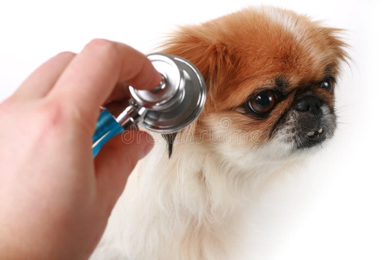 Hand with stethoscope and small dog isolated over white. Hand with stethoscope and small dog isolated over white.