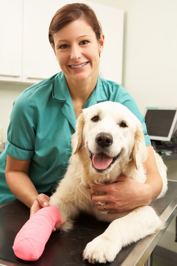 Medico veterinario femminile che tratta cane nella chirurgia fotografie stock libere da diritti Medico veterinario femminile che tratta cane nella chirurgia fotografie stock libere da diritti
