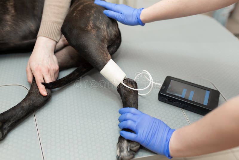 Medidas da pressão e o pulso da enfermeira em um cão na frente de um ultrassom fotos de stock Medidas da pressão e o pulso da enfermeira em um cão na frente de um ultrassom fotos de stock
