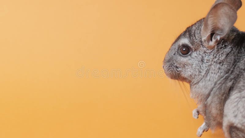 Medio cuerpo de una linda chinchilla gris escondida en el fondo de un estudio de color naranja bello concepto de mascotas esponjos almacen de video