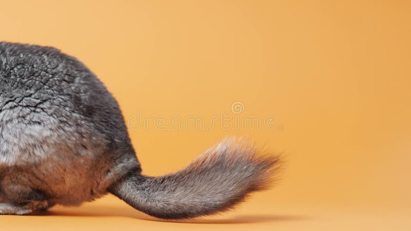 Medio cuerpo de una linda chinchilla gris escondida en el fondo de un estudio de color naranja bello concepto de mascotas esponjos almacen de video