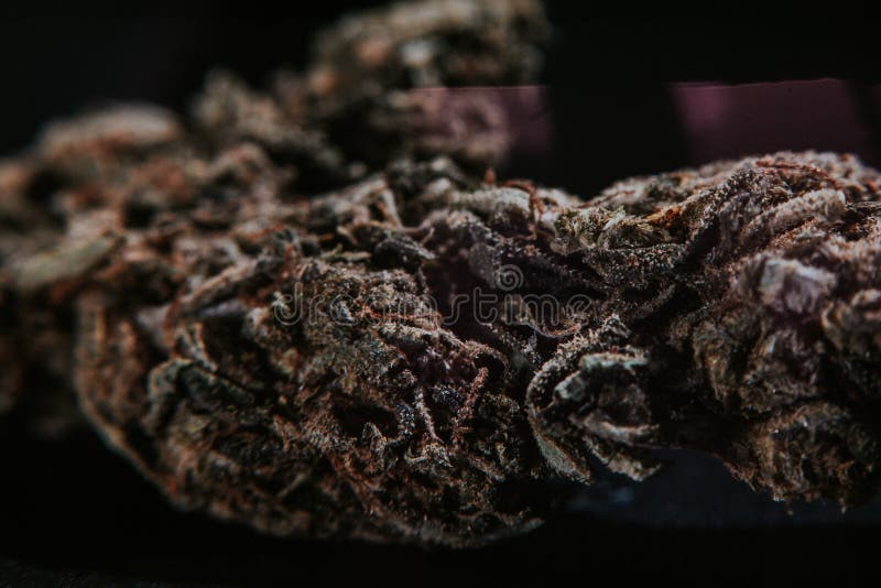 Medische Marihuana, Indica Cannabis, Sativa, Trichomes, THC, CBD, kankerbehandeling, onkruid, bloem, Hennep, gram, knop stock foto's Medische Marihuana, Indica Cannabis, Sativa, Trichomes, THC, CBD, kankerbehandeling, onkruid, bloem, Hennep, gram, knop stock foto's