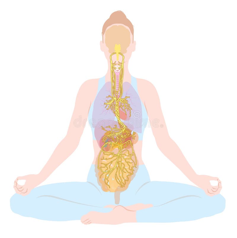 Meditación parasimpática del nervio vagus mujer ilustración médica