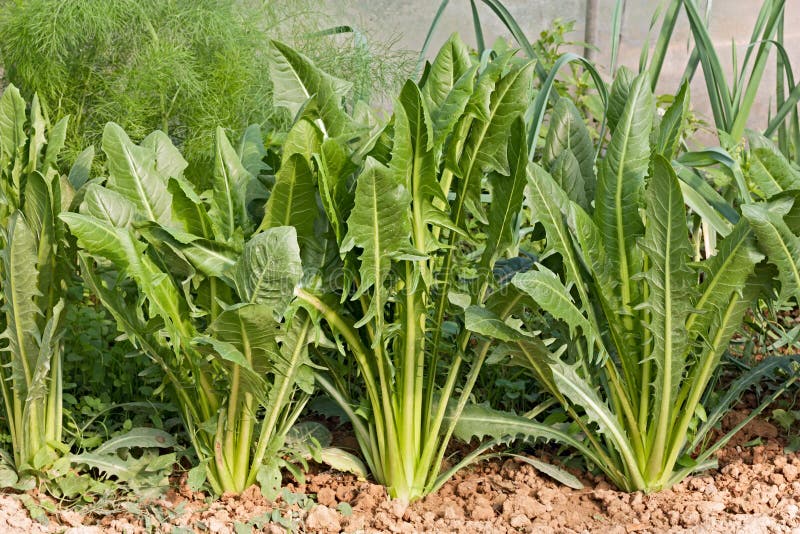 Italian chicory in vegetable garden - ingredient for mixed salade and mediterranean diet. Italian chicory in vegetable garden - ingredient for mixed salade and mediterranean diet