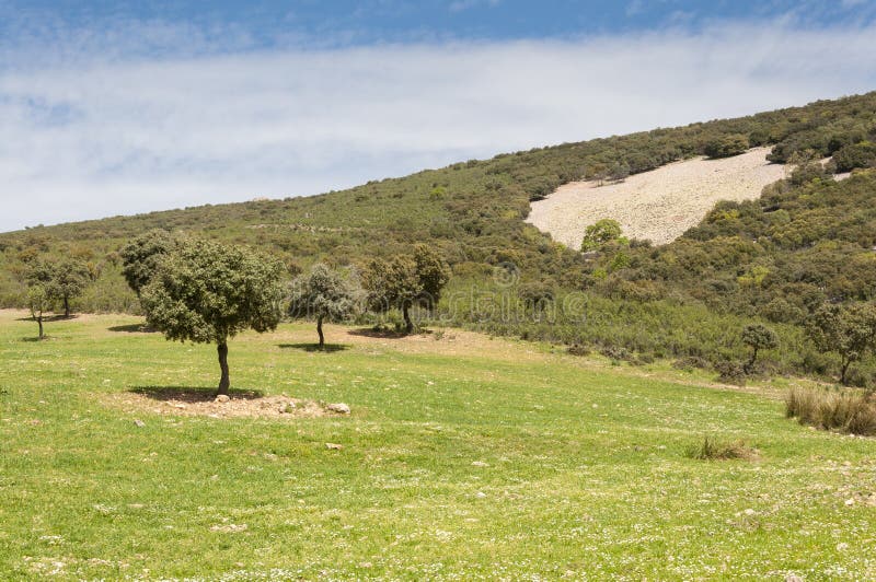 Mediterrane shrublands en het bloeien fallows stock fotografie Mediterrane shrublands en het bloeien fallows stock fotografie
