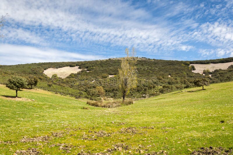 Mediterrane shrublands en het bloeien fallows royalty-vrije stock foto Mediterrane shrublands en het bloeien fallows royalty-vrije stock foto