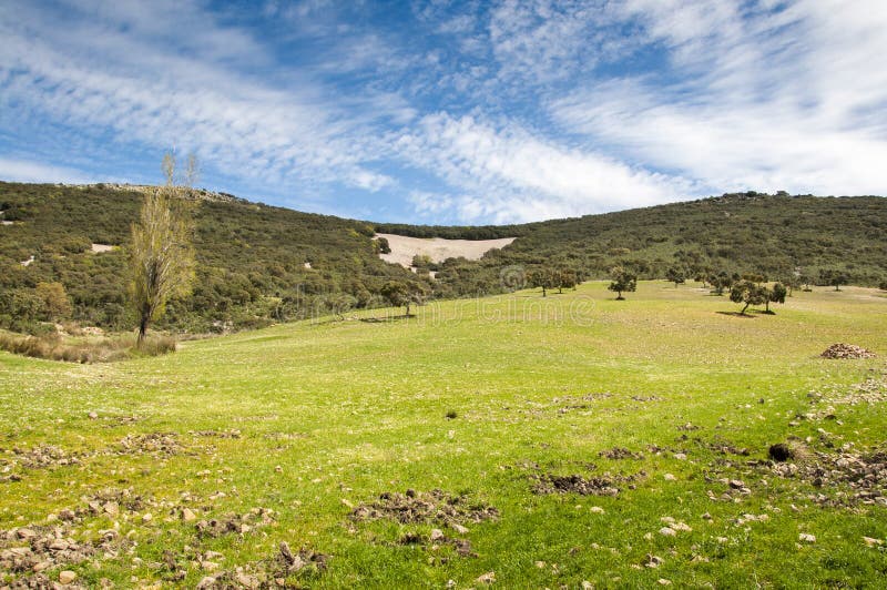 Mediterrane shrublands en het bloeien fallows royalty-vrije stock foto Mediterrane shrublands en het bloeien fallows royalty-vrije stock foto