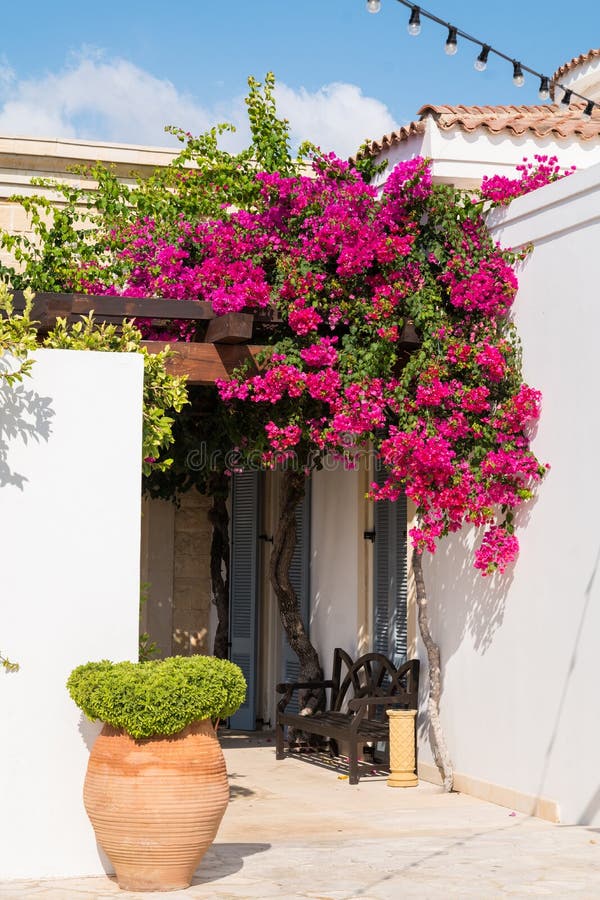 Mediterranean garden with outdoor bench spending shadow below a beautiful flower roof. Mediterranean garden with outdoor bench spending shadow below a beautiful flower roof