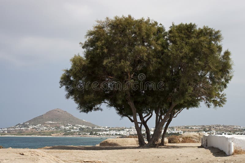 Mediterranean cedar tree stock image. Image of mediterranean - 153319563