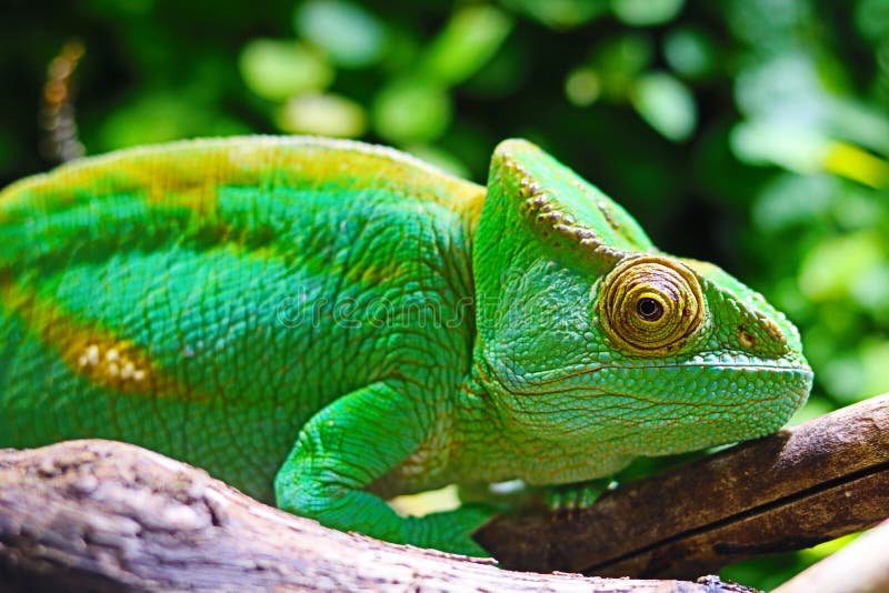Mediterranean chameleon closeup - Chamaeleo chameleon stock photography Mediterranean chameleon closeup - Chamaeleo chameleon stock photography