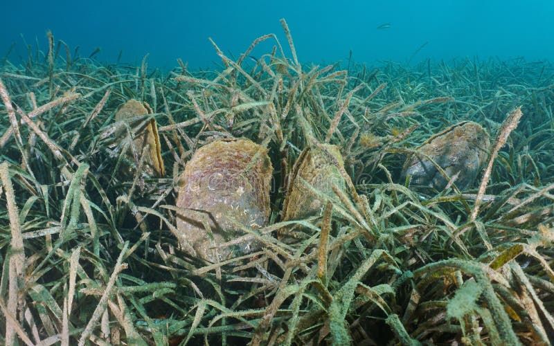 Mediterranean clams underwater, noble pen shell, Pinna nobilis, with neptune sea grass, Posidonia oceanica, France. Bivalve shell stock images, royalty-free photos and pictures