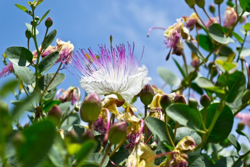 Mediterranean Exotic Flower Stock Image Image of bloom, blooming