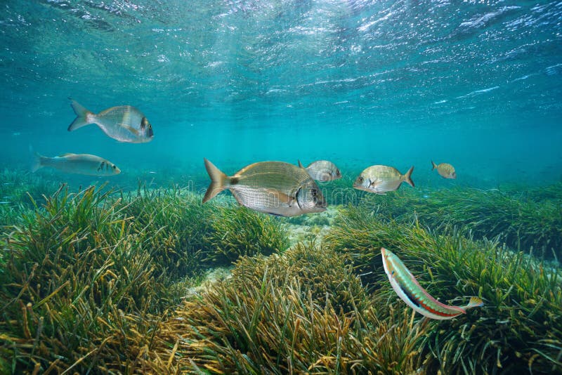 Mediterranean fishes underwater with neptune sea grass