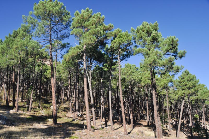 Mediterranean Forest at Albarracin Range, Spain Stock Image Image of