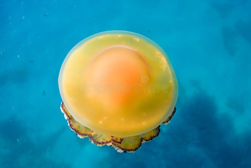 Mediterranean Fried Egg Jellyfish - Cotylorhiza tuberculata. Blue waters