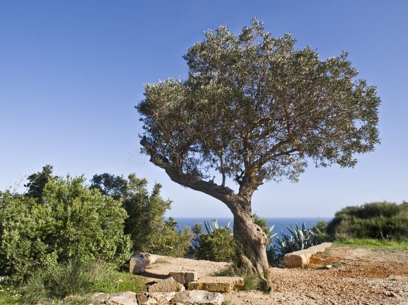 Mediterranean Landscape