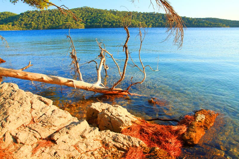 Wild beach in pine forest, Island Mljet, Croatia