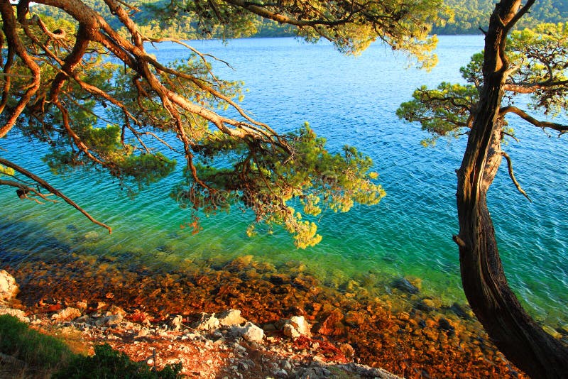 Wild beach in pine forest, Island Mljet, Croatia