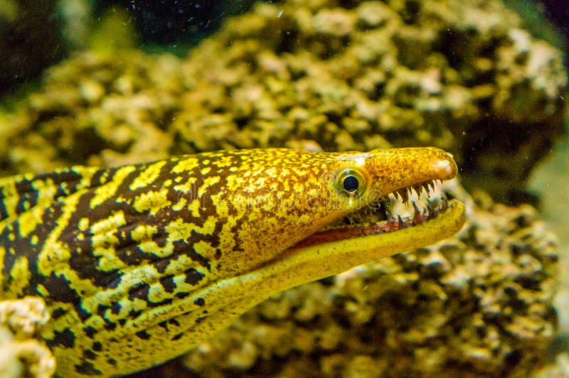 Mediterranean Moray Roman Eel, Muraena Helena at Fishmonger`s Market