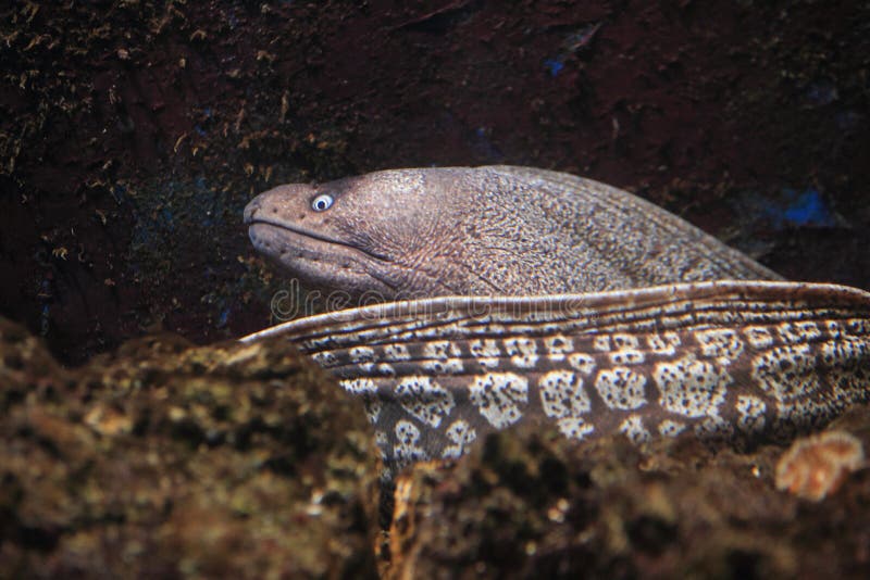 Mediterranean moray stock image. Image of nature, life 41620121