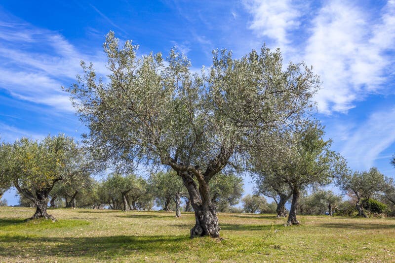 Mediterranean olive grove stock photo. Image of farm 131576904