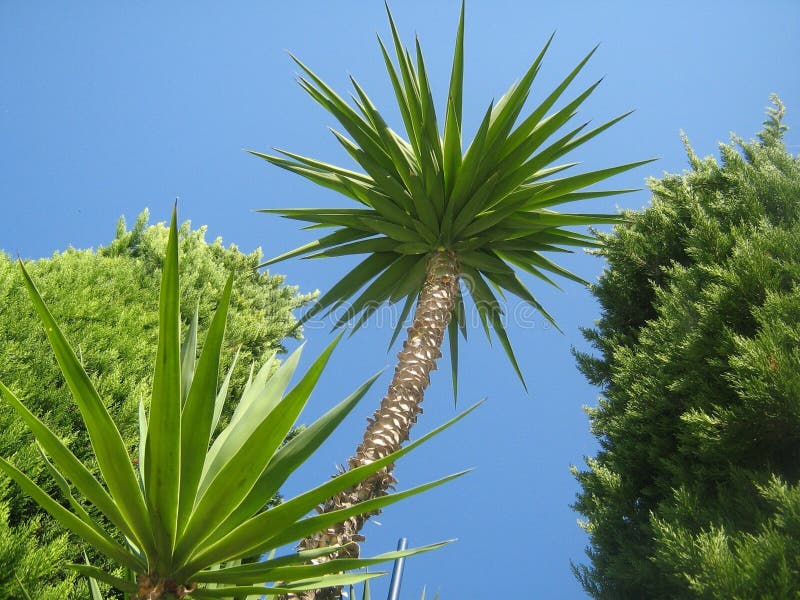Mediterranean palm tree stock image. Image of palm, conifers 86511715