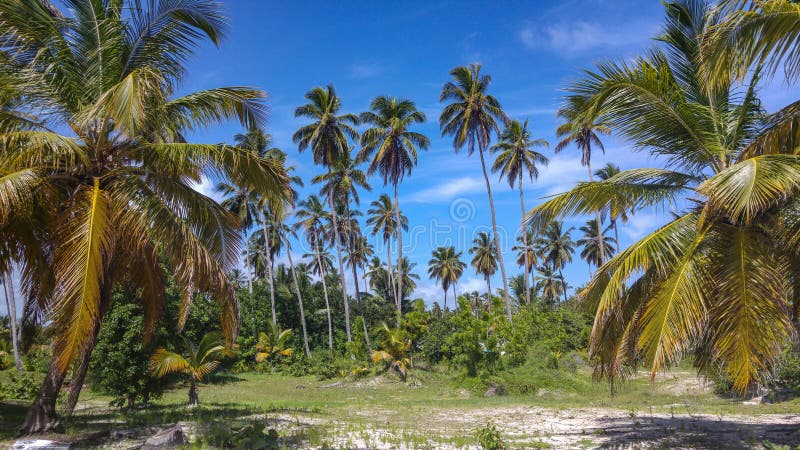 Mediterranean plam trees on the sandy beach stock photo