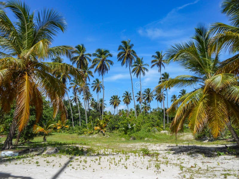 Mediterranean plam trees on the sandy beach stock images