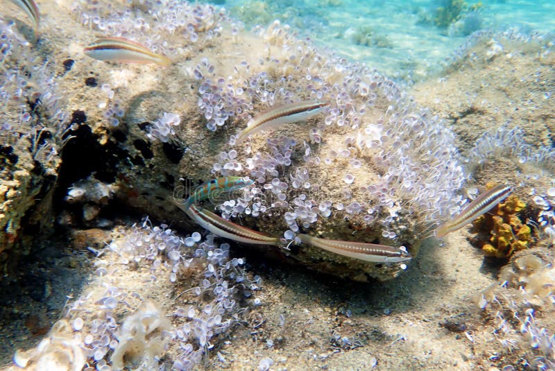 2,481 Mediterranean Fish Species Stock Photos - Free & Royalty