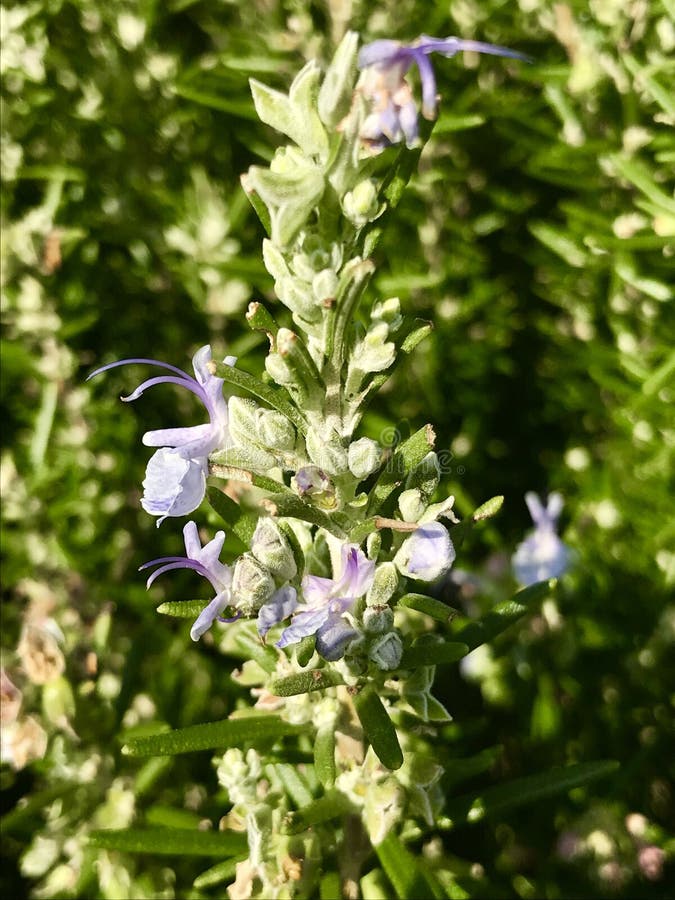 Flowering Rosemary. Mediterranean Rosemary. Rosemary, the Scientific