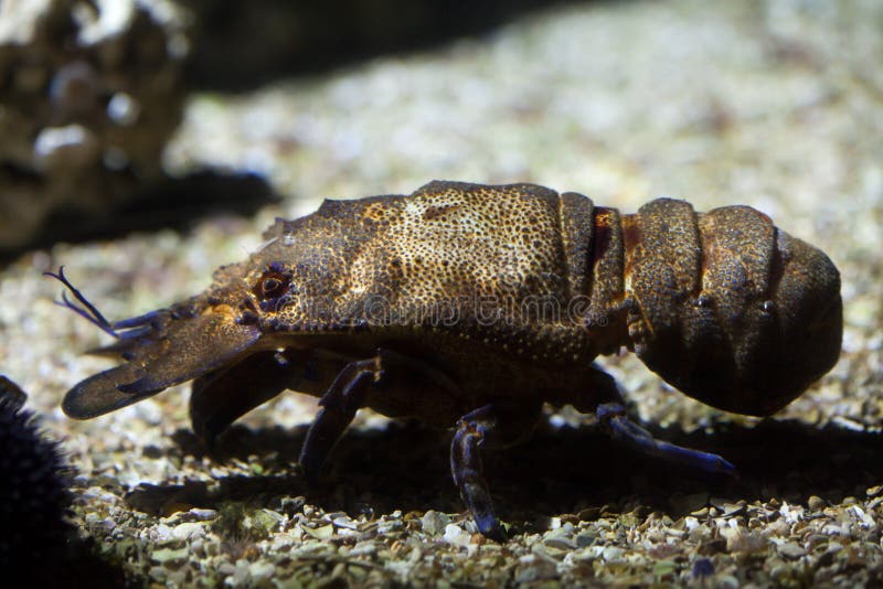 Mediterranean slipper lobster (Scyllarides latus)