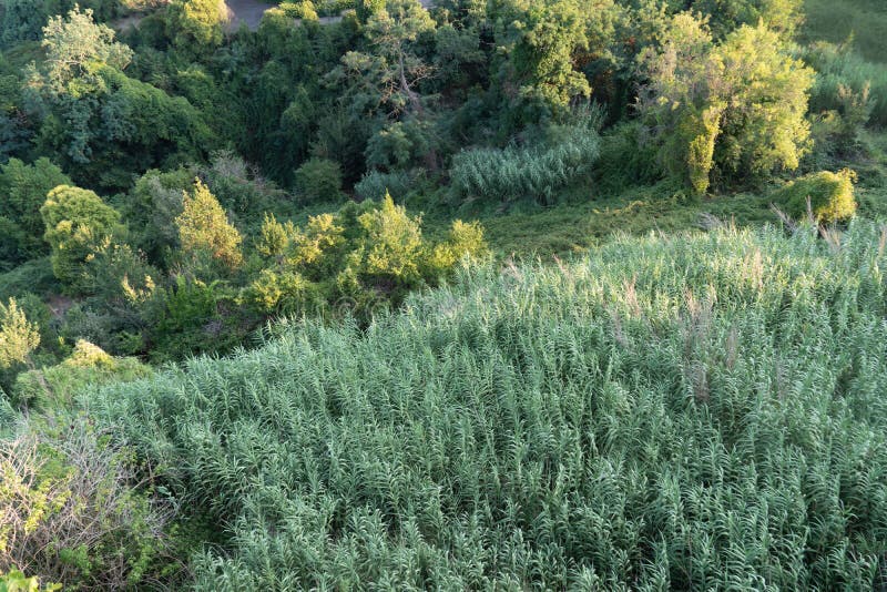 Mediterranean vegetation stock image. Image of mediterranean 123481593