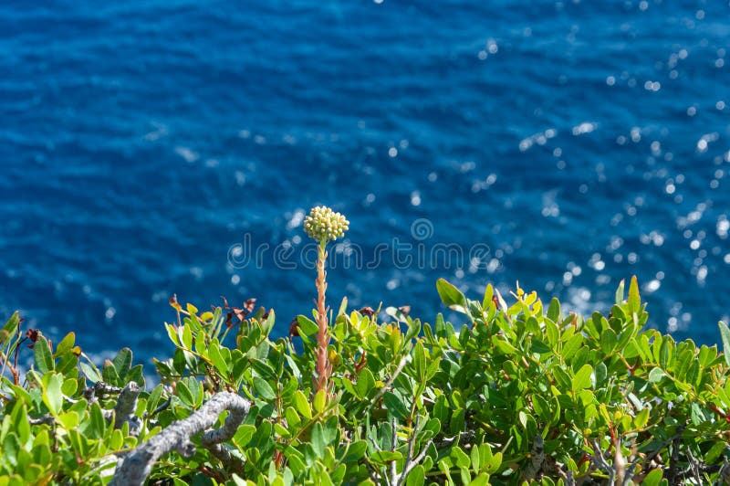 Mediterranean wild plants stock image. Image of petal 187941573