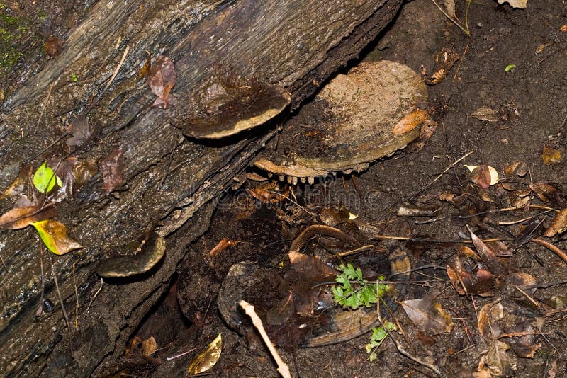 Medium Brown Mushroom Growing On a Fallen Tree royalty free stock images