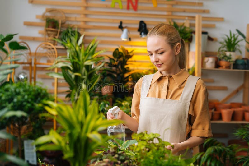 Medium shot of pretty female florist wearing apron spraying water on houseplants in flower pots by sprayer. Happy young woman sprinkles houseflowers using royalty free stock photo